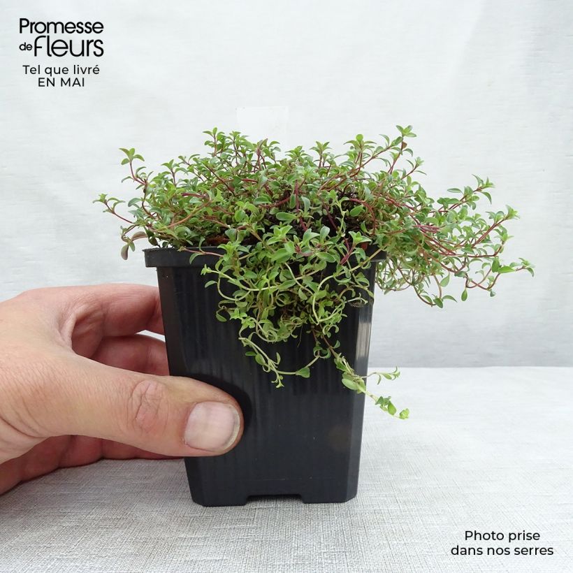 Thymus praecox Purple Beauty - Thyme 8/9 cm pot sample as delivered in spring