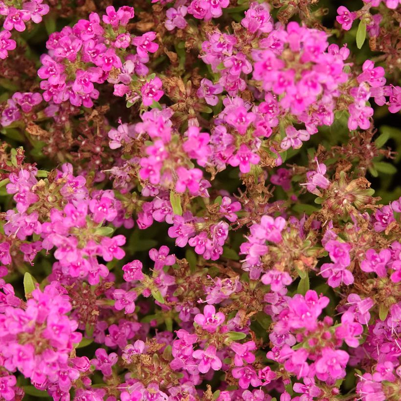 Thymus praecox Purple Beauty - Thyme (Flowering)