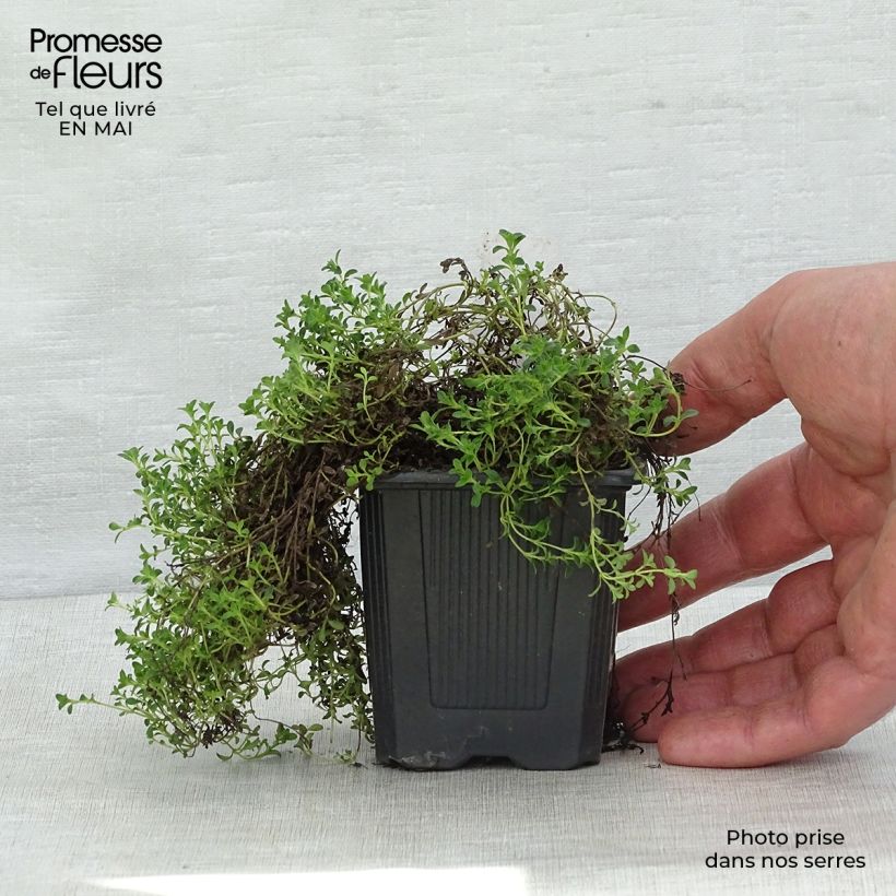 Thymus praecox Albiflorus - Thyme 8/9 cm pot sample as delivered in spring