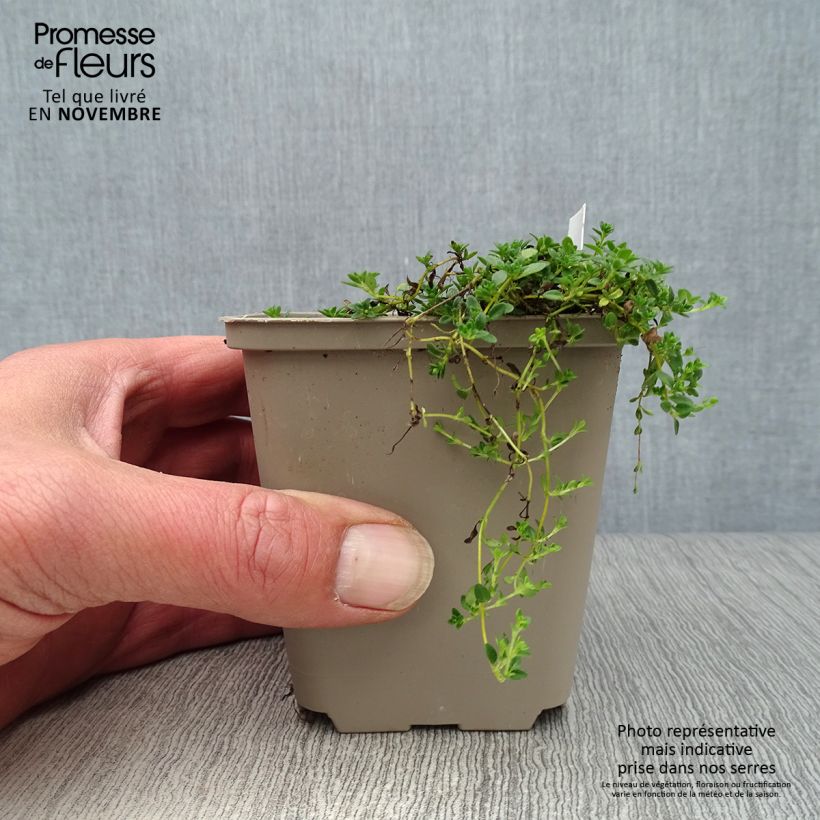 Thymus praecox Albiflorus - Thyme 8/9 cm pot sample as delivered in autumn