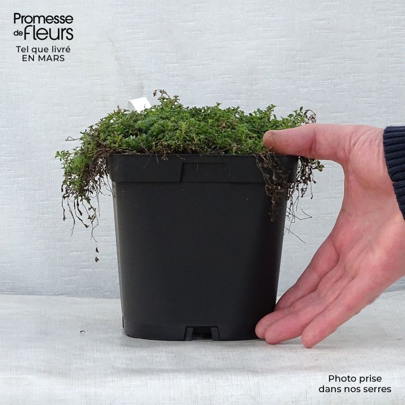 Thymus praecox Albiflorus - Thyme 2L/3L pot sample as delivered in spring