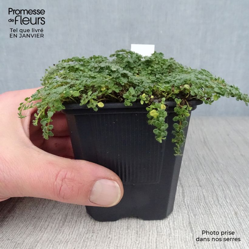 Thymus serpyllum Elfin - Thyme 8/9 cm pot sample as delivered in winter