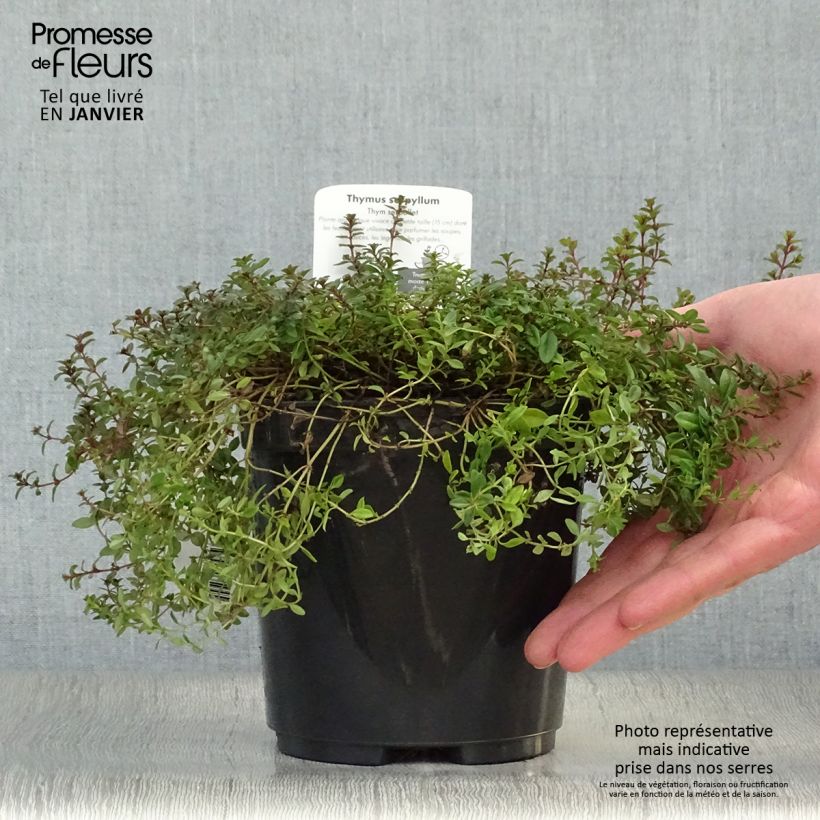 Thymus serpyllum Elfin - Thyme 2L/3L pot sample as delivered in winter