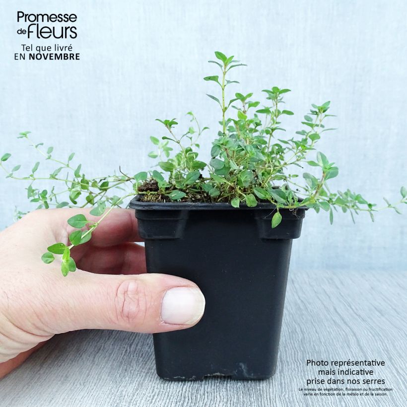 Thymus serpyllum - Wild Thyme 7/8 cm pot sample as delivered in autumn