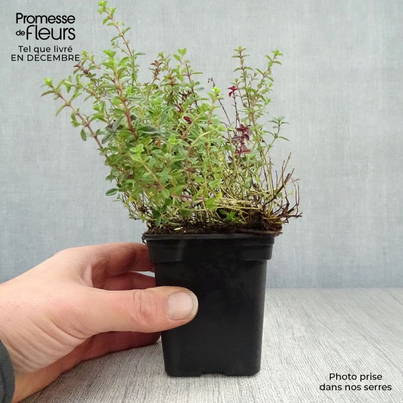 Thymus serpyllum - Wild Thyme 7/8 cm pot sample as delivered in winter