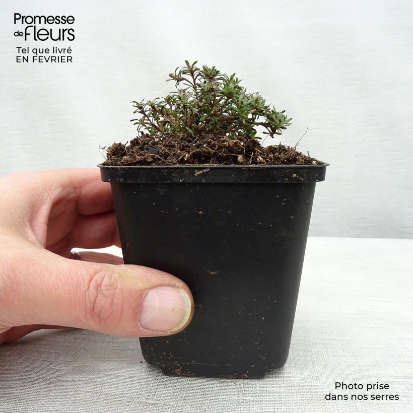 Thymus capitatus - Thyme 8/9 cm pot sample as delivered in winter