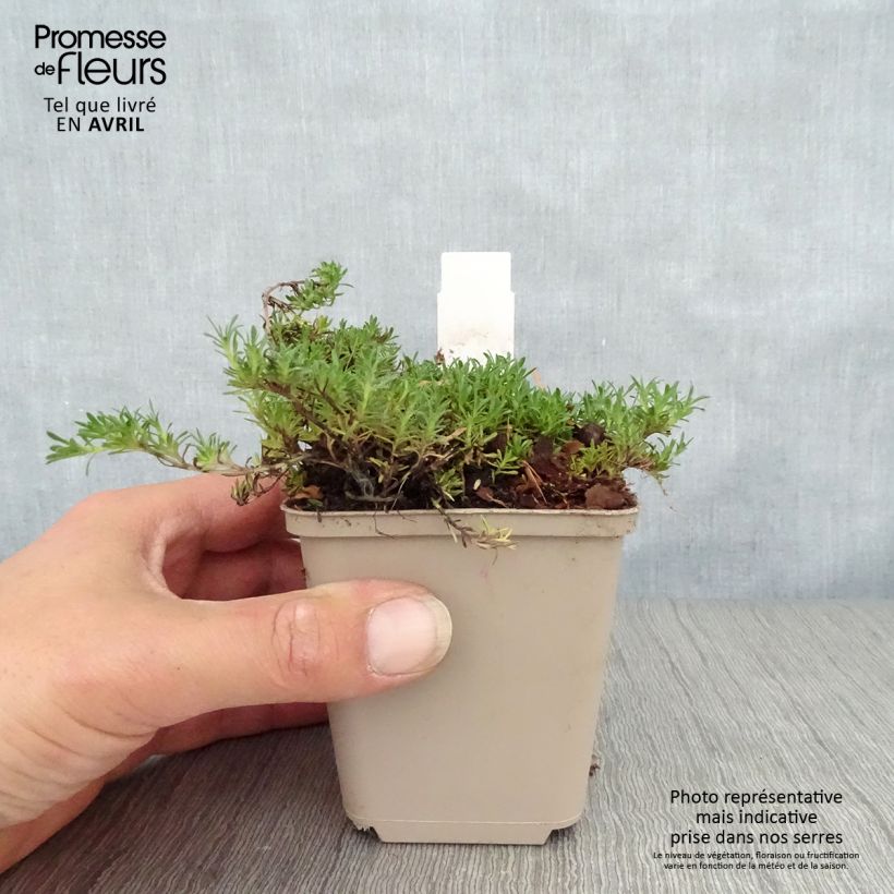 Thymus capitatus - Thyme 8/9 cm pot sample as delivered in spring