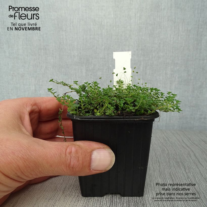 Thymus hirsutus - Thyme 8/9 cm pot sample as delivered in autumn
