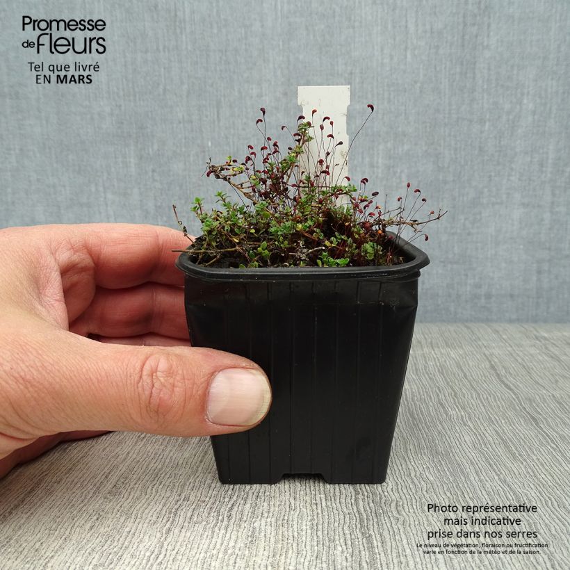Thymus hirsutus - Thyme 8/9 cm pot sample as delivered in spring