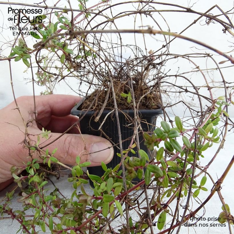Thymus longicaulis - Thyme 8/9 cm pot sample as delivered in spring