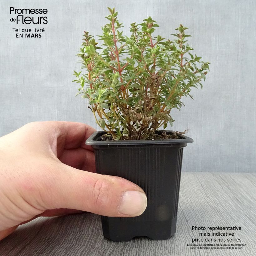 Thymus mastichina - Thyme 8/9 cm pot sample as delivered in spring