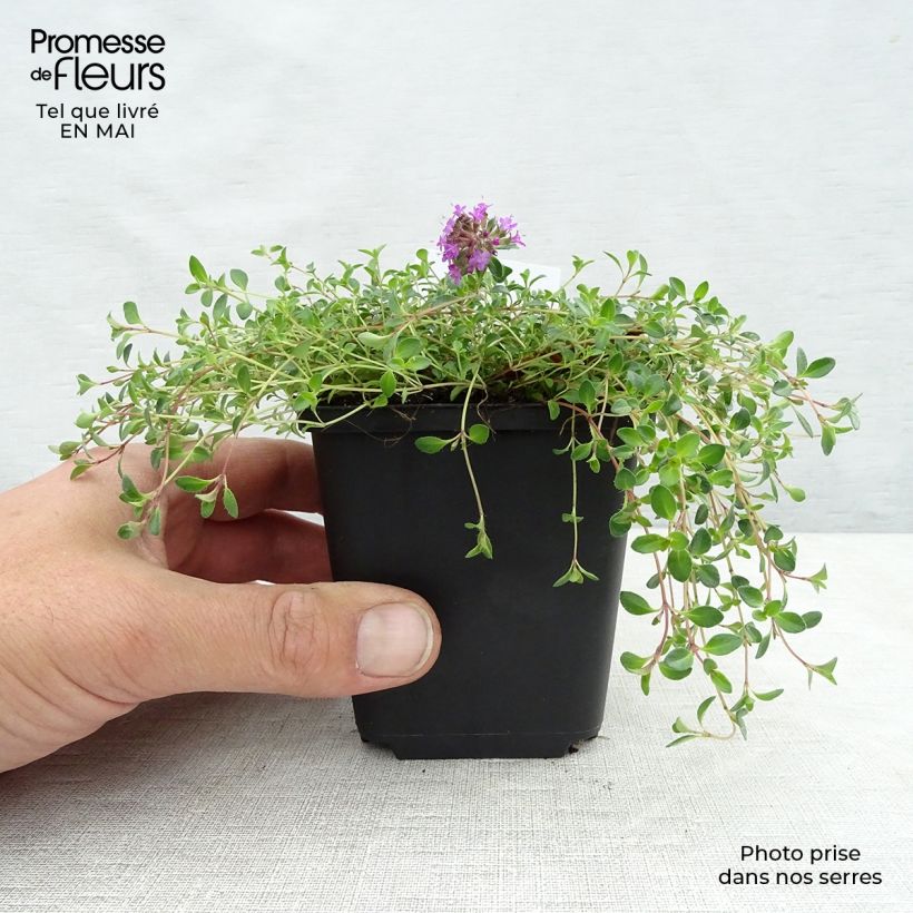 Thymus praecox Coccineus - Thyme 8/9 cm pot sample as delivered in spring