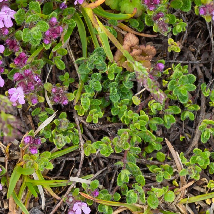Thymus praecox Minor - Thyme (Foliage)
