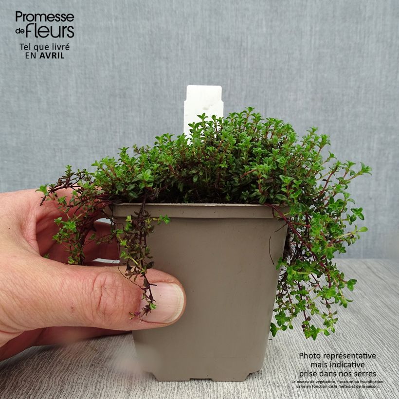 Thymus praecox Red Carpet - Thyme 8/9 cm pot sample as delivered in spring