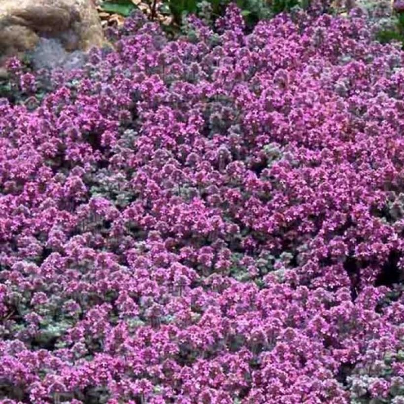 Thymus pseudolanuginosus - Thyme (Flowering)