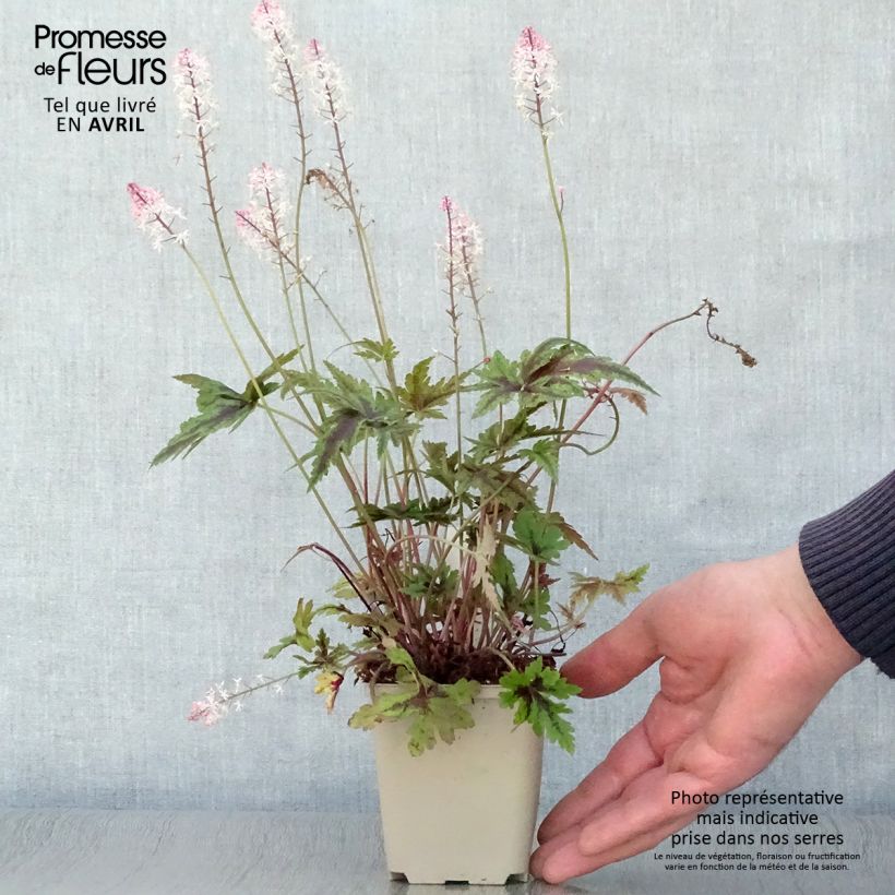 Tiarella  Angel Wings 'Gowing' (Fox Series) 8/9 cm pot sample as delivered in spring