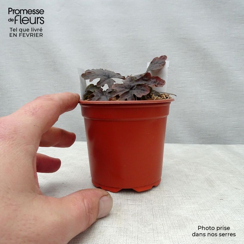 Tiarella Pink Skyrocket 8/9 cm pot sample as delivered in winter