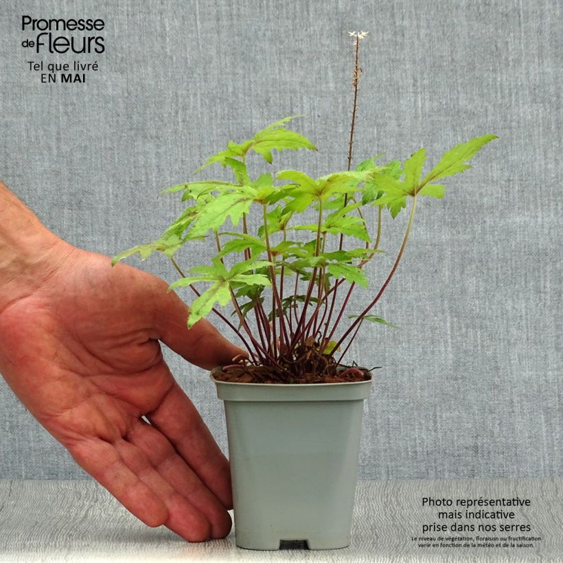 Tiarella Pink Skyrocket 8/9 cm pot sample as delivered in spring