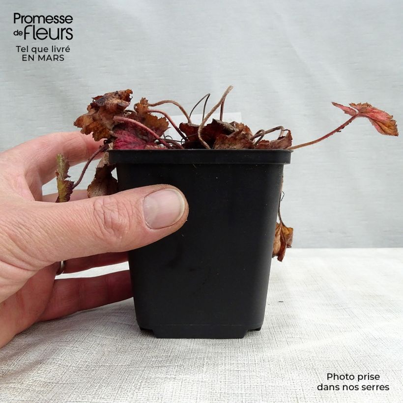 Tiarella cordifolia Brandywine 8/9 cm pot sample as delivered in spring