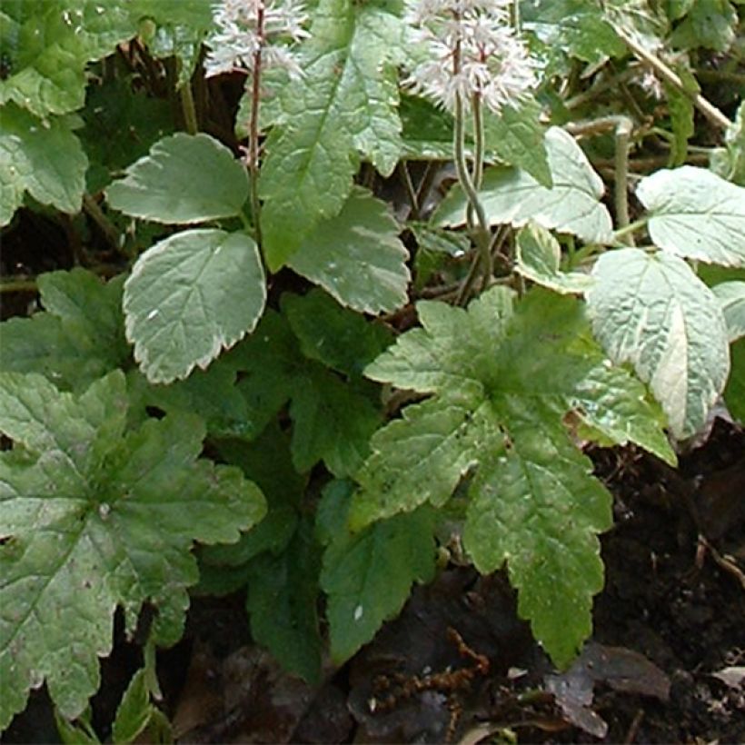 Tiarella cordifolia Pink Brushes (Foliage)