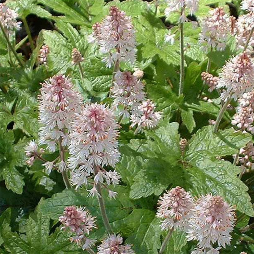 Tiarella cordifolia Pink Brushes (Flowering)
