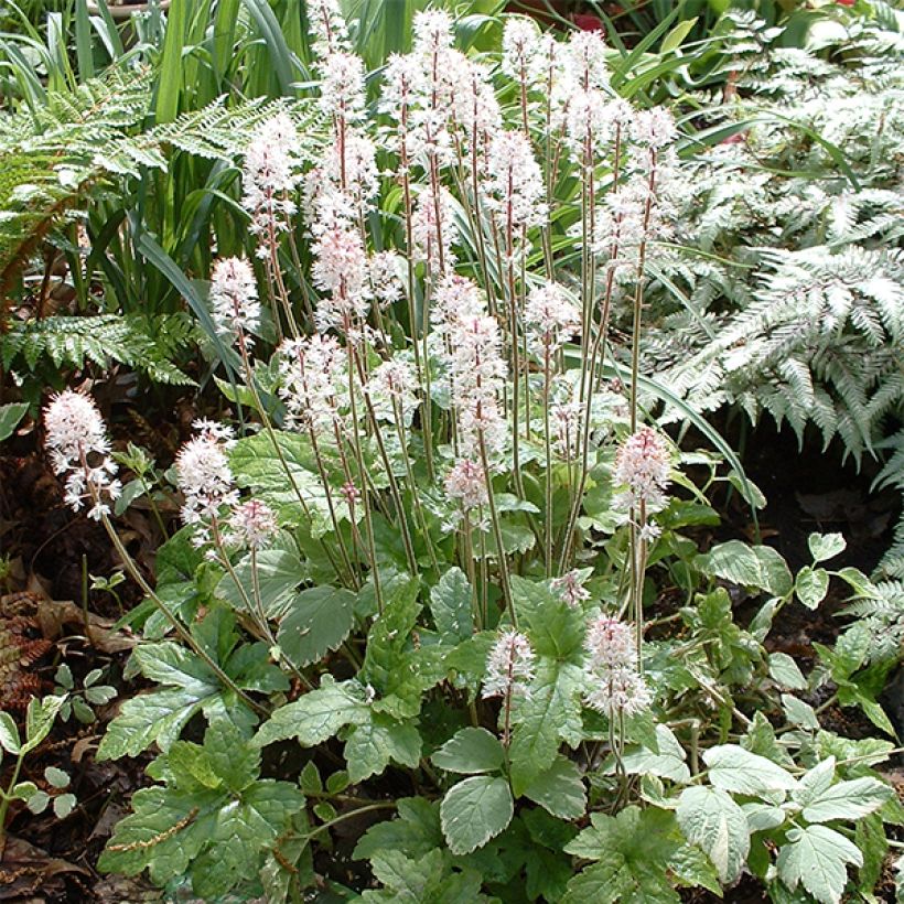 Tiarella cordifolia Pink Brushes (Plant habit)
