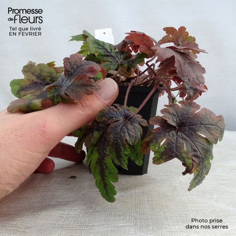 Tiarella  Sugar and Spice 8/9 cm pot sample as delivered in winter