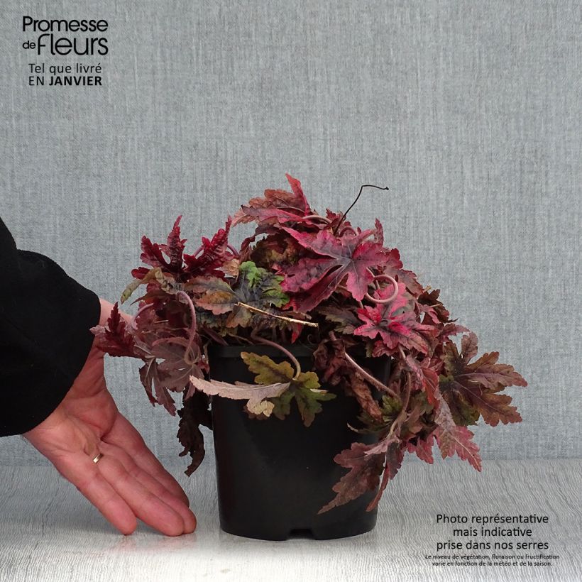 Tiarella  Sugar and Spice 2L/3L pot sample as delivered in winter