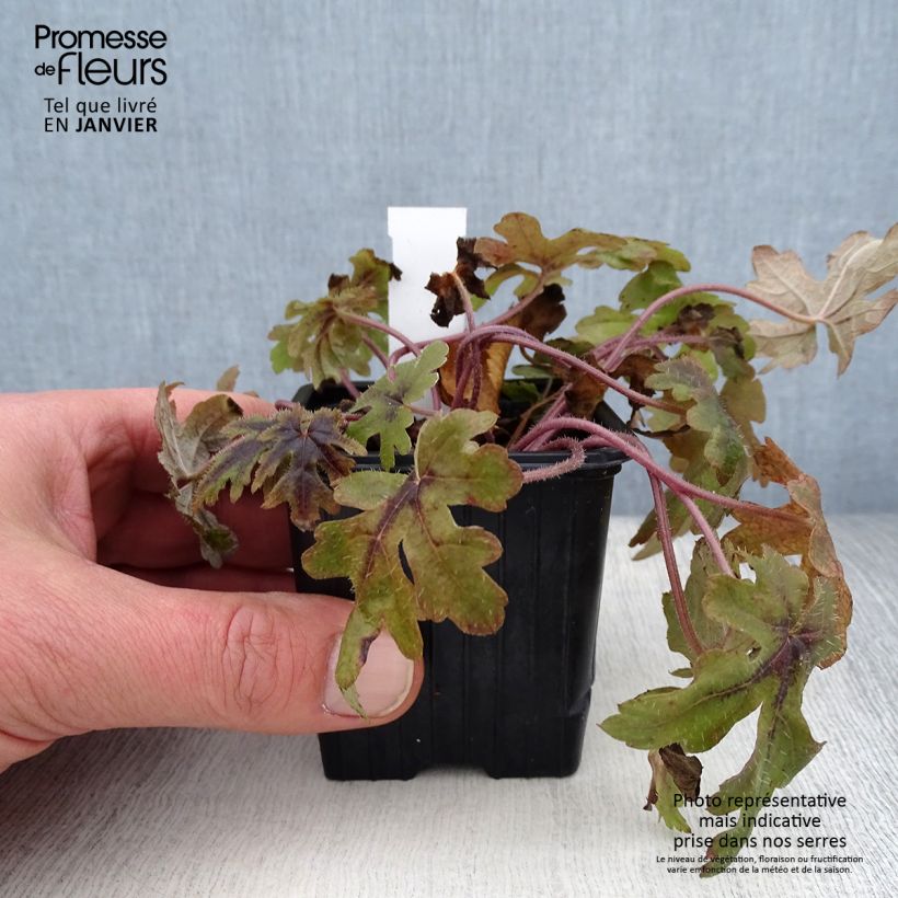 Tiarella Morning Star 8/9 cm pot sample as delivered in winter