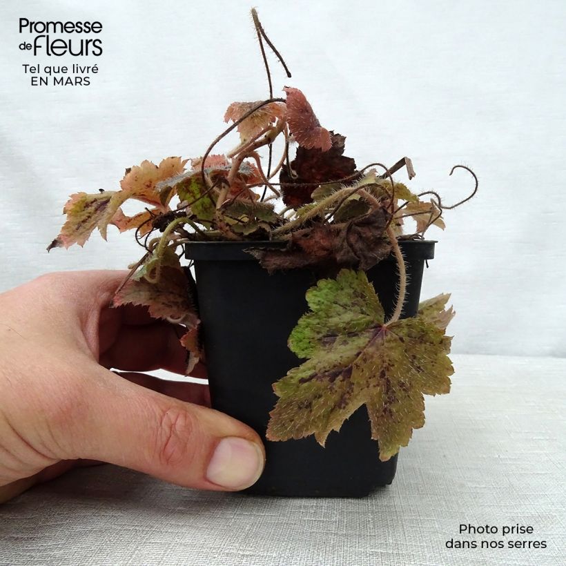 Tiarella  Running Tiger 8/9 cm pot sample as delivered in spring