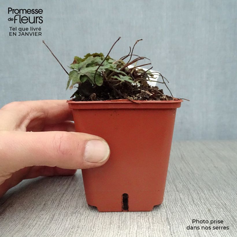 Tiarella  Spring Symphony 8/9 cm pot sample as delivered in winter