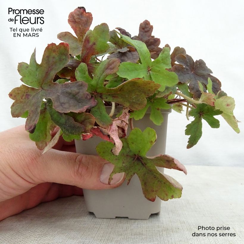 Tiarella  Spring Symphony 8/9 cm pot sample as delivered in spring