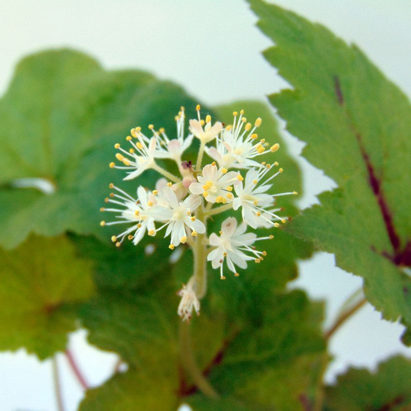 Tiarella Tiger Stripe (Flowering)