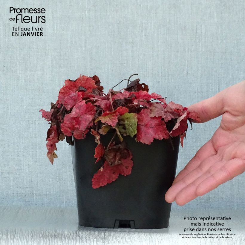 Tiarella cordifolia 2L/3L pot sample as delivered in winter