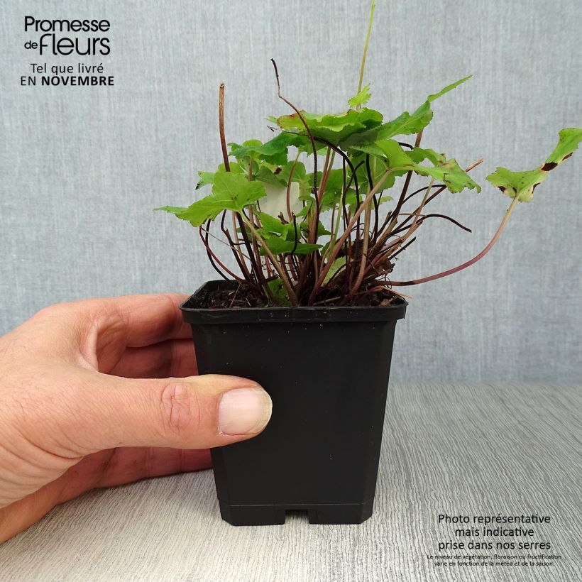 Tiarella wherryi  8/9 cm pot sample as delivered in autumn