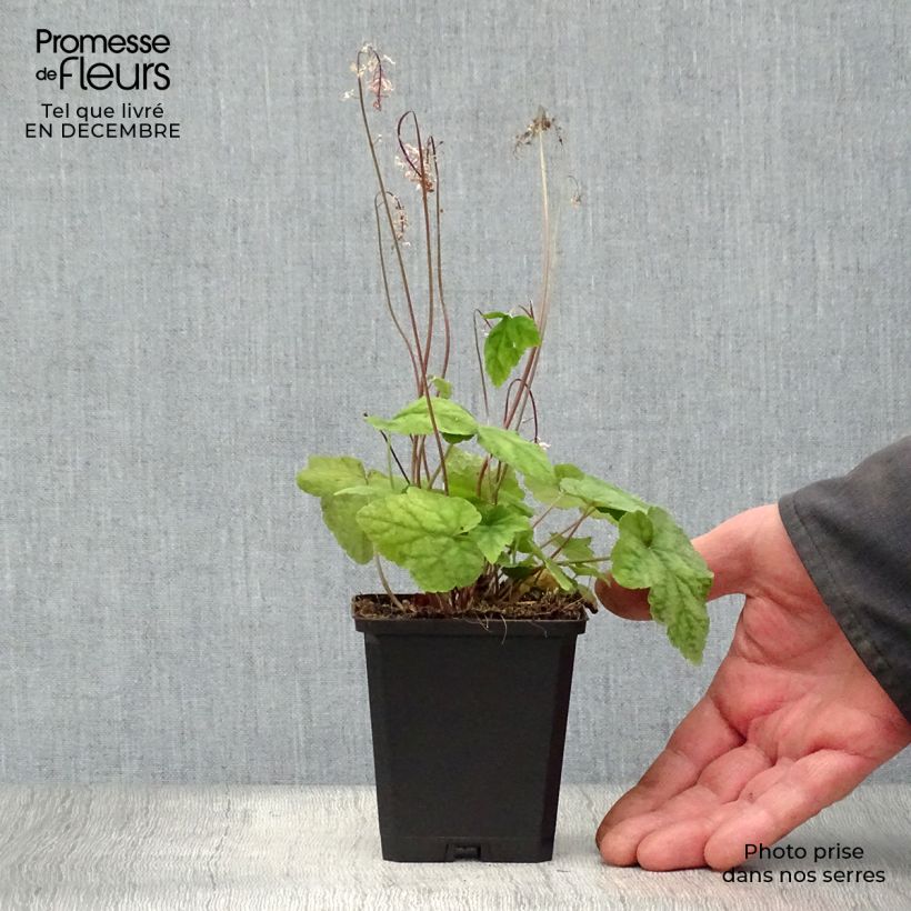 Tiarella wherryi  8/9 cm pot sample as delivered in winter