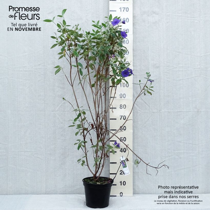 Tibouchina semidecandra 7.5L/10L pot sample as delivered in autumn