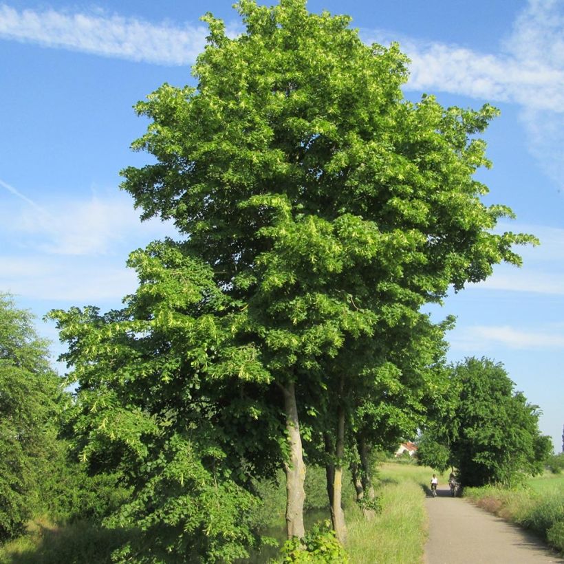 Tilia cordata - Lime (Plant habit)