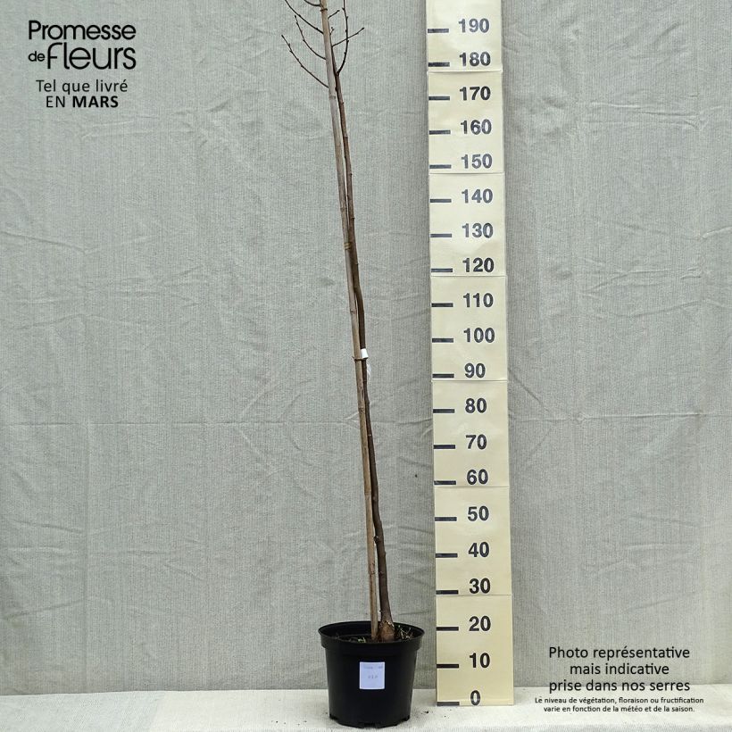 Tilia cordata Greenspire - Lime 7.5L/10L pot sample as delivered in spring