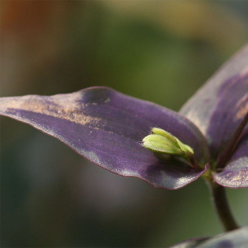 Tinantia pringlei (Foliage)