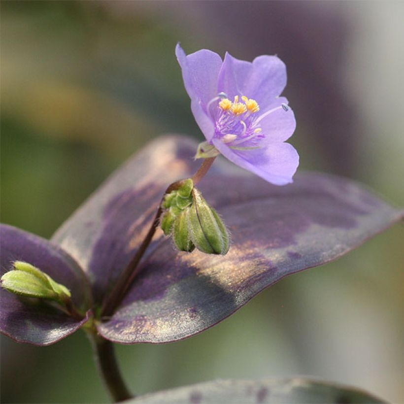 Tinantia pringlei (Flowering)
