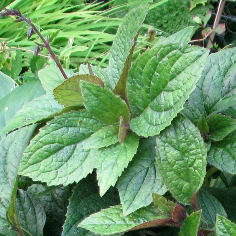 Titanotrichum oldhamii (Foliage)