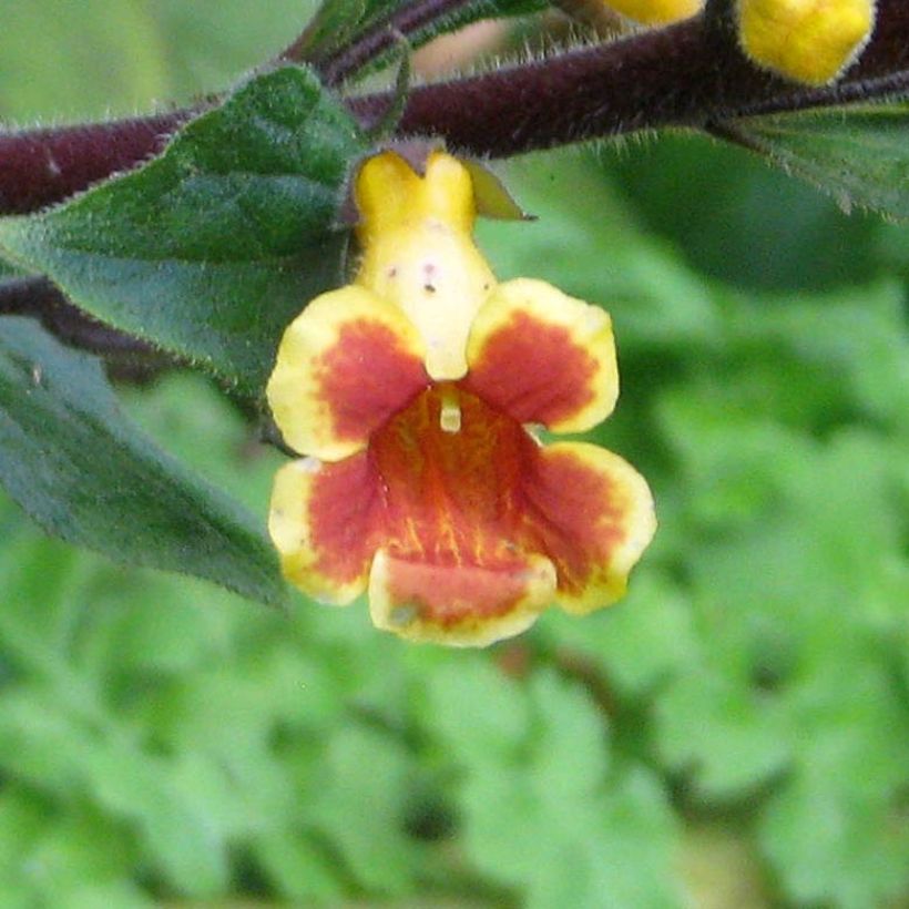 Titanotrichum oldhamii (Flowering)