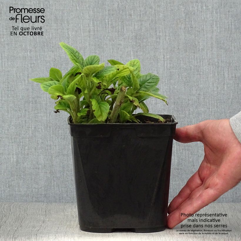 Titanotrichum oldhamii  2L/3L pot sample as delivered in autumn