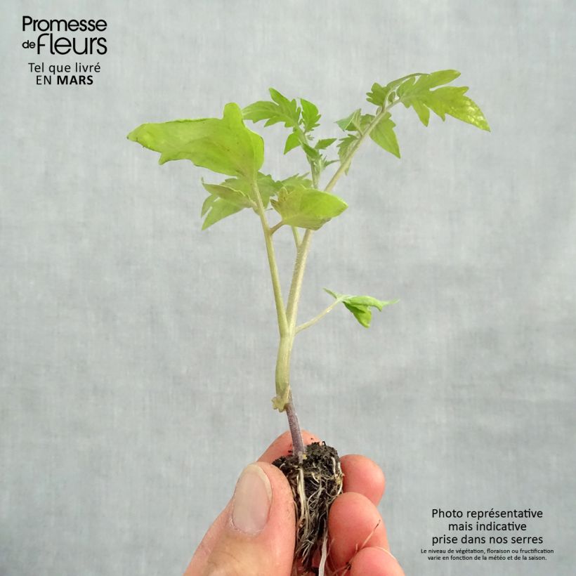 Tomato Pineapple GRAFTED ORGANIC plants in plugs Plug plant 1.5/2.5 cm sample as delivered in spring