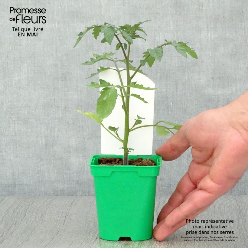 Tomato Cookie F1 mixed seedlings 10cm/11cm pot sample as delivered in spring