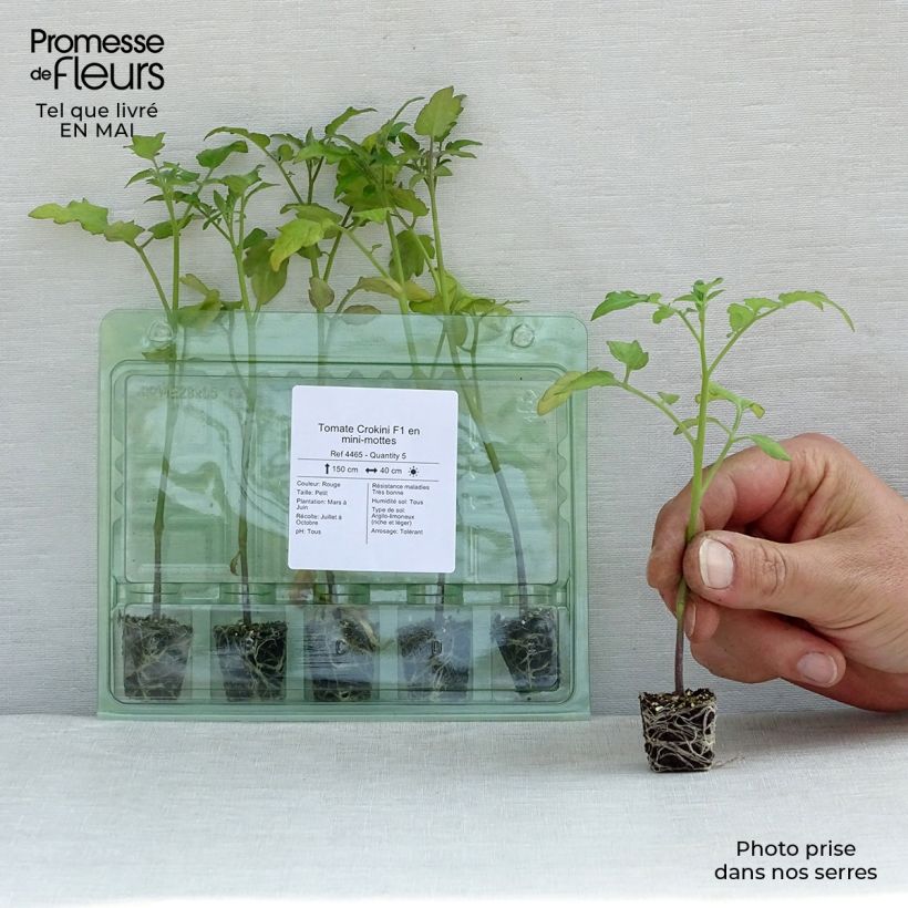 Tomato Crokini F1 Tomato Plants Plug plant 3/4cm sample as delivered in spring