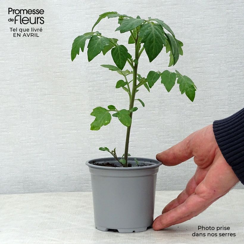 Tomato Crokini F1 Tomato Plants 10cm/11cm pot sample as delivered in spring