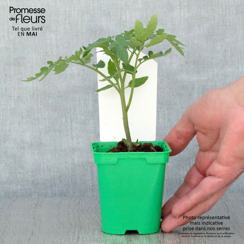 Tomato Maestria F1 Tomato Plants 10cm/11cm pot sample as delivered in spring