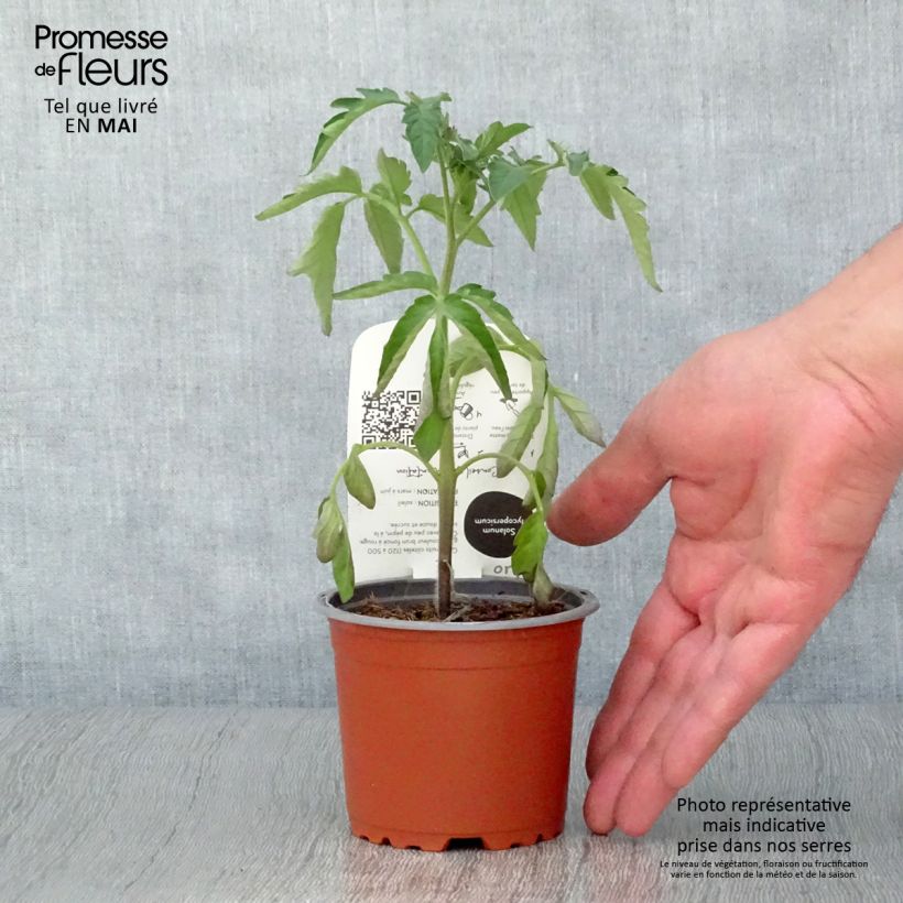 Tomato Black Crimea Tomato BIO - Heirloom tomato plants 10cm/11cm pot sample as delivered in spring